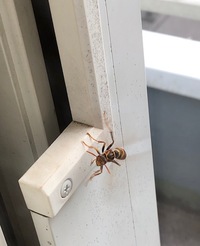 あれは私の家のベランダから撮った写真です って英語で何ていうのか教え Yahoo 知恵袋