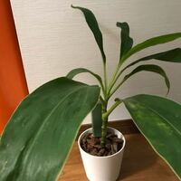 この植物の名前を教えてください 花束に入ってた葉っぱから根が出て ここ Yahoo 知恵袋