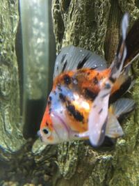 僕の飼ってる金魚に白いぶつぶつが出てきました 朝見たときはな Yahoo 知恵袋