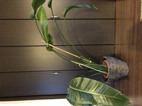 葉焼けした観葉植物は もう復活しないのでしょうか 手入れ等に Yahoo 知恵袋