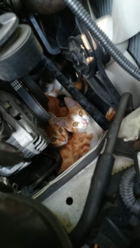 ネコが車のボンネットの中に入りエンジンカバーの上の隙間で暖をとって Yahoo 知恵袋