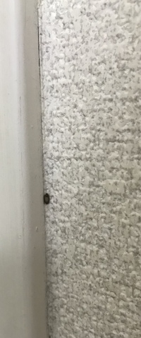部屋の角や壁にこの小さい虫がいました これは何ですか 虫の卵のような気がします 教えて 住まいの先生 Yahoo 不動産