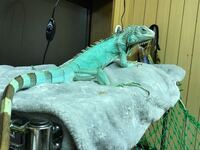 ミルタンクってメスですよね しかし僕のクラスにオスのミルタンクがいる Yahoo 知恵袋