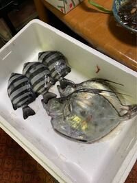 この魚の名前は何ですか 弟がもらって来ましたが食べ方が分かりません よ Yahoo 知恵袋