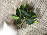 100均にある鑑賞用の植物はアクアリウムに使えますか ペッ Yahoo 知恵袋