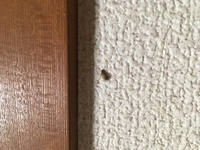 これはヒメマルカツオブシムシの幼虫ですか リビングの壁に2匹ひっついて Yahoo 知恵袋