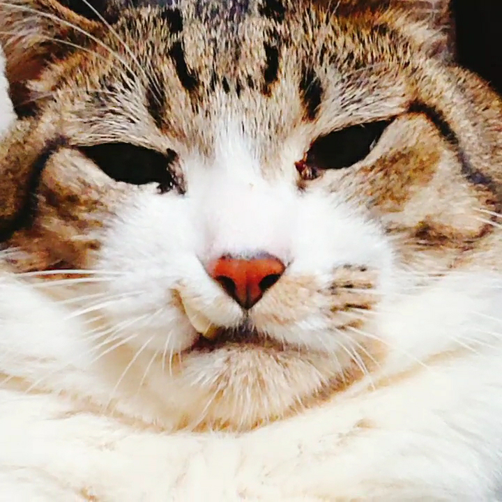 飼い猫についての質問です。 - 今年６歳になる元野良の雄猫なのですが 
