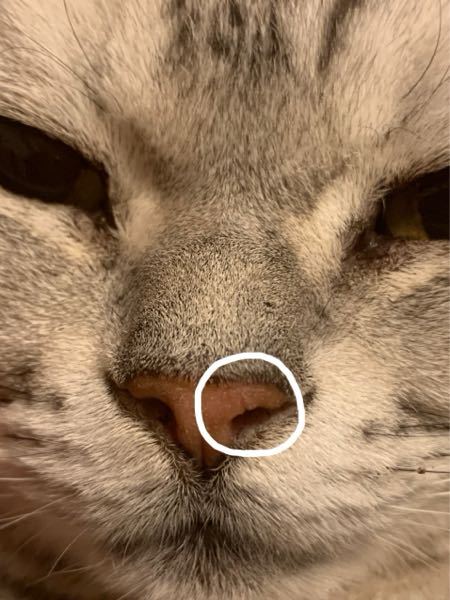猫の鼻が切れています。 - 家でアメリカンショートヘアのオス 