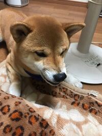 うちの柴犬のサブちゃんは 夜寒いので 布団の中で寝ます Yahoo 知恵袋