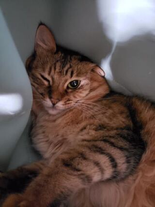 うちの猫は誰に似てますか 場末のスナックのチーママみたいって言っ Yahoo 知恵袋