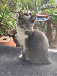最近居座ってる野良猫くんなんですけど種類わかる方居ますか とても気 Yahoo 知恵袋