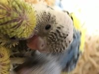 ヒナでもよく鳴くのがオスですか セキセイインコのヒナを買いました Yahoo 知恵袋