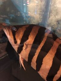 ダトニオ 40cmオーバー個体 | 紅尾金龍 巨大化計画（魚帝）