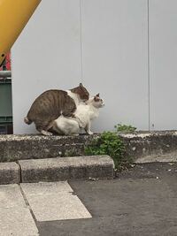 ベストコレクション 猫の後尾 猫の交尾後の行動