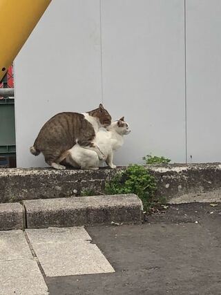 これって猫の交尾ですか あ もしかするとオス同士かもしれないです Yahoo 知恵袋