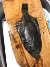 息子が鯒 こち を釣ってきました 刺身以外 どの様な食べ方がある Yahoo 知恵袋