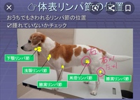 犬が誤飲したかもしれない場合の検査費用はどれくらいでしょうか 誤 Yahoo 知恵袋