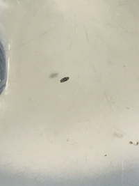 水槽の中に黒い虫エビ水槽に体長1ミリ程の楕円形の黒い虫がいます 白い点 Yahoo 知恵袋