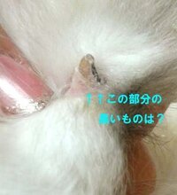ディズニーの Underthesea の英語歌詞と翻訳された歌詞を Yahoo 知恵袋