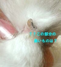 家で飼っている猫の爪なのですが 根元の方がかさぶたのように黒くなり Yahoo 知恵袋