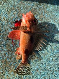 テレビで見たのですが ナメラっていう鮨が出てきたのですがどう Yahoo 知恵袋