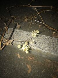 パイ包みスープについて クリスマスにパイ包みスープを作ろうと思います と Yahoo 知恵袋