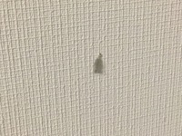 最近たまに壁にこのような埃のような虫がひっついています この Yahoo 知恵袋