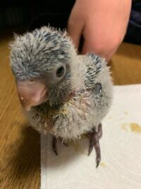 オキナインコ一羽とセキセイインコ2羽を飼っています セキセイインコ Yahoo 知恵袋