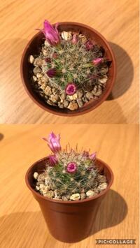 サボテンを育てていますが花が咲きません 友人宅は肥料もあげず毎年咲くと Yahoo 知恵袋