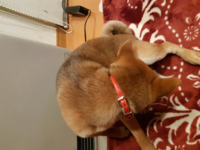 柴犬のマズルは生後いつまで伸びますか マズルだけがというわけではあり Yahoo 知恵袋