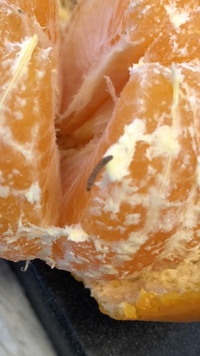 みかんを食べていたら とても小さいみみずのような虫が生きたまま入っていました Yahoo 知恵袋