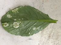 家庭菜園している小松菜の葉に 最近 白い斑点ができるようになって Yahoo 知恵袋