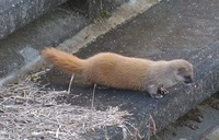 この動物の名前を教えてください 近くの公園で見掛けました 顔が黒 Yahoo 知恵袋