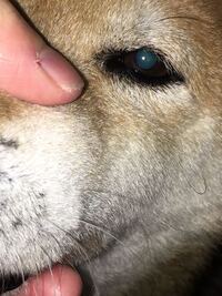 犬が口を舐めてくれなくなりました 何故でしょうか 小さい頃は嫌って Yahoo 知恵袋