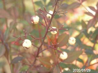 南天に白い実が付いてました 病気ですか 岐阜県美濃加茂市で Yahoo 知恵袋