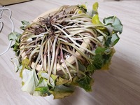 シクラメンを植えている土に白カビが生えてしまいました 別に シクラメンは大 Yahoo 知恵袋