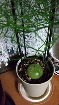 ソウカクデンの上手な育て方を教えてください 最近ソウカクデンを購入しまして ど Yahoo 知恵袋