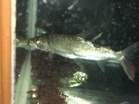 現在大きめのゴリアテタイガーフィッシュが在庫ある店を探しています 何方 Yahoo 知恵袋