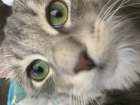 ネコの目の色が一日のウチ 何回か変わるって有りますか ウチのネコ ４歳ミ Yahoo 知恵袋