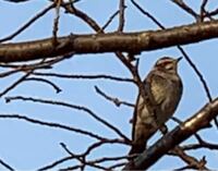 ムクドリ大 ギーギー鳴く腹部が黄ばんだ鳥は 場所 中部地方の平地の民 Yahoo 知恵袋