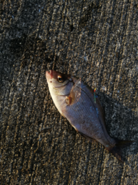 この魚何という名前ですか ゴマアイゴ 沖縄でカーエーと呼 Yahoo 知恵袋