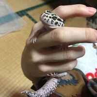レオパの餌の頻度についてです 今アダルトの個体と半年ち Yahoo 知恵袋