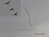 渡り鳥って夜も飛び続けてますか 先日夜１０時頃 五匹の渡り鳥ら Yahoo 知恵袋