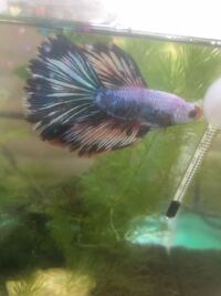 飼っているベタが 最初は白かったのに 半年経つと黒くなってし Yahoo 知恵袋