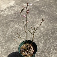ブルーベリーの花芽の剪定についてブルーベリー2年生なんですが木を大きく Yahoo 知恵袋