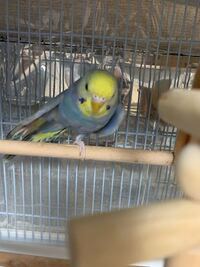 セキセイインコの年齢を調べる方法はありますか 優しく育てていただける Yahoo 知恵袋