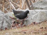 この黒い鳥が何か教えてください この黒い鳥は何鳥でしょう Yahoo 知恵袋