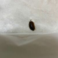 この虫なんでしょうか 洗面所の前に二匹現れました ゴキ Yahoo 知恵袋