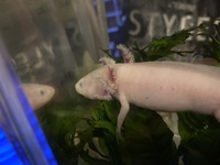 ウーパールーパーのエラについて質問です ウーパールーパーを飼い始めて2 Yahoo 知恵袋