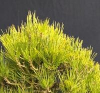 黒松盆栽の葉は通常濃い緑色ですが うちの黒松は 薄い黄緑 Yahoo 知恵袋
